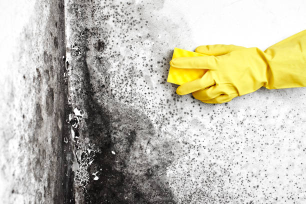 Best Office Mold Removal Services  in North Webster, IN
