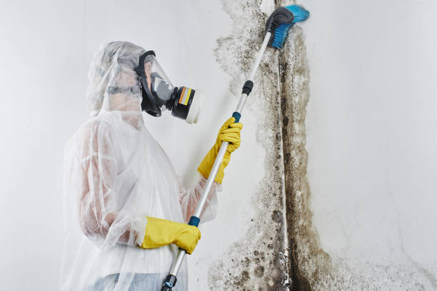 Mold Testing and Removal in North Webster, IN