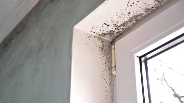 Best Fast Mold Removal  in North Webster, IN