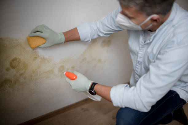 Best Commercial Mold Removal  in North Webster, IN