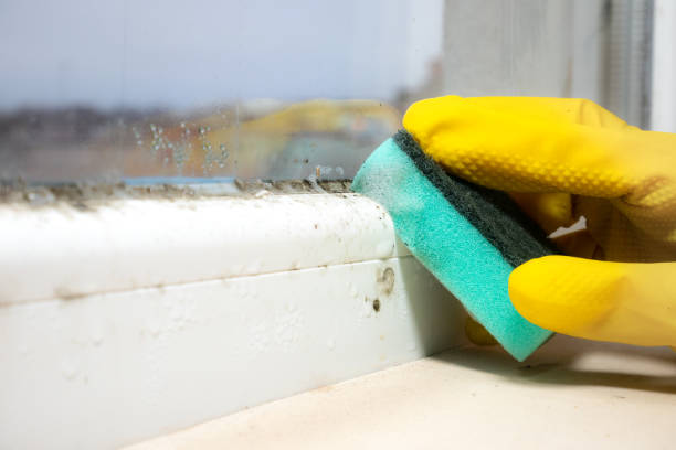 Attic Mold Removal in North Webster, IN