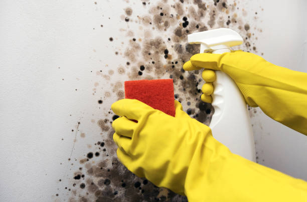 Best Crawl Space Mold Removal  in North Webster, IN