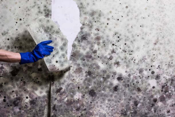 Best Mold Removal Near Me  in North Webster, IN