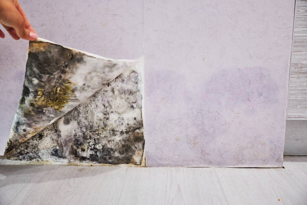 Best Toxic Mold Removal  in North Webster, IN